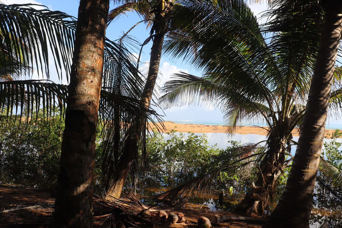 View of palm trees in the forefront with the oceans and mountains in the distance